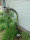 Wassersäule Donau H750 mm polierter Edelstahl V2A rund gebogen mit Bodenzulauf Bewässerung Zapfstelle Zapfsäule Gartenschlauch Spender